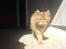 Maine Coon Victor - Her kommer den farlige tiger...