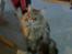 Maine Coon  Maxi    R.I.P. - smukke mig