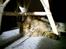 Maine Coon  Maxi    R.I.P. - jeg kan da bare ikke slippe for kameraet...  heh he