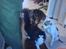 Maine Coon  Maxi    R.I.P. - Chrissie og Domino sidder foran mig, jeg sidder bare i baggrunden...   hhmmmmfffrr