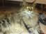 Maine Coon  Maxi    R.I.P. - huh....