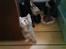 Maine Coon Miss Mini Grå (kaldt Mini - Døren er min nye bedste nusseven :-)
