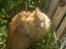 Maine Coon foxy