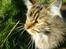 Maine Coon  Maxi    R.I.P. - hvad er der derude...?