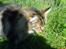 Maine Coon  Maxi    R.I.P. - solen skinner i øjnene...