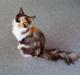 Maine Coon Angelina *Champion*