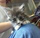 Maine Coon Noah-Maia