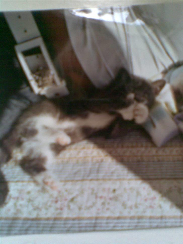 Blanding af racer pelle prupel *død* - glemmer dig aldrig pelle billede 3