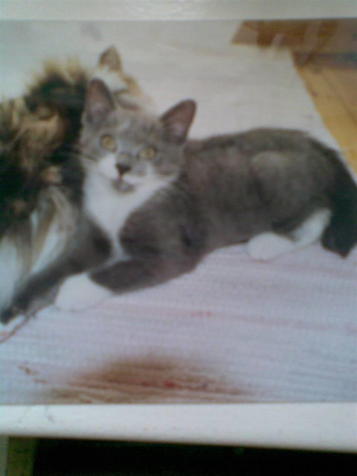 Blanding af racer pelle prupel *død* - 4-ever my mis billede 4