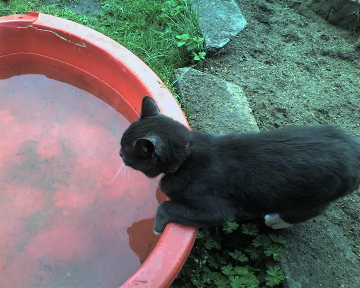 Blanding af racer Mulle DØD billede 12