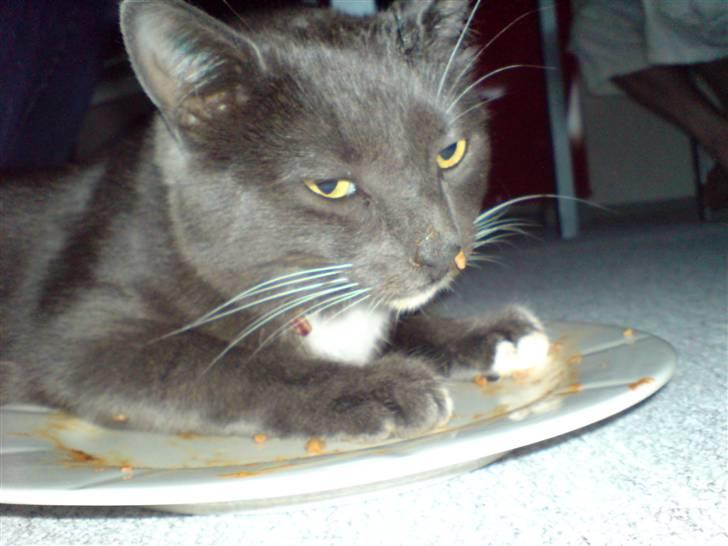 Blanding af racer Mulle DØD billede 13