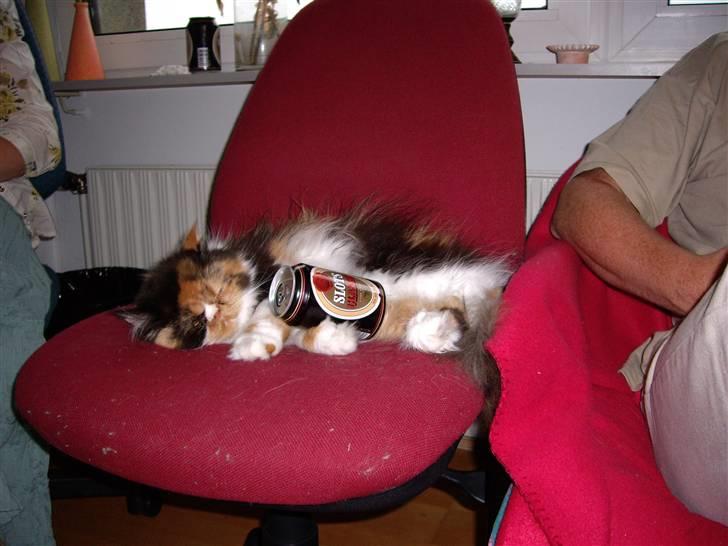 Perser Fiona - Skååååål:-) billede 18