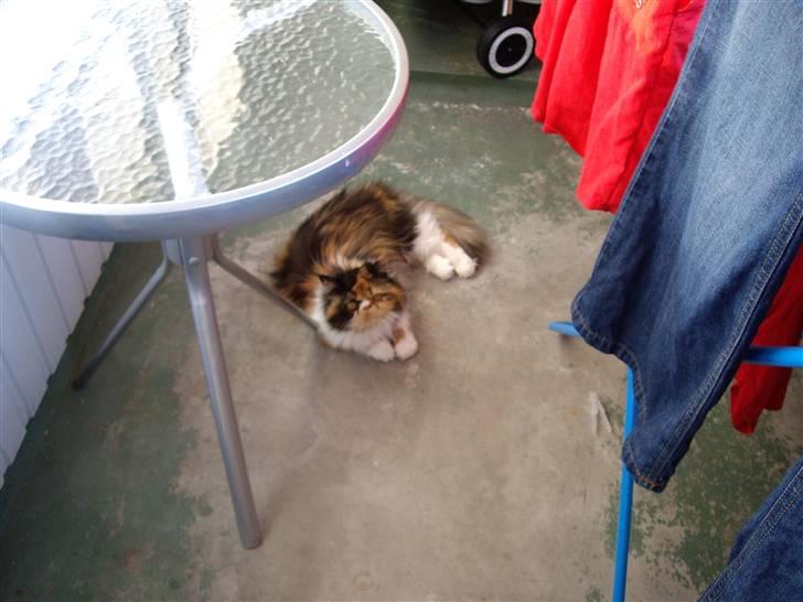 Perser Fiona - Dejligt med lidt frisk luft... billede 19