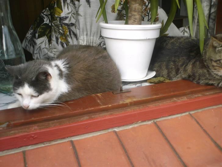 Huskat frk. Arthur <3 - Arthur <3 billede 13