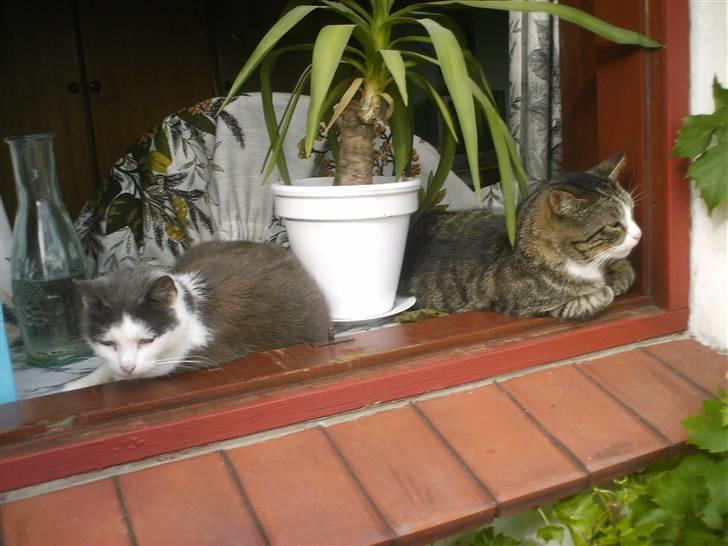 Huskat frk. Arthur <3 - Arthur og Victor i mit vindue q:  billede 14