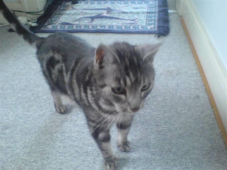 Europé Aske (R.I.P) - Dejlige Aske, igen. billede 5