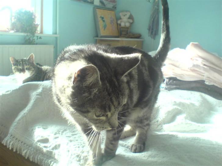 Europé Aske (R.I.P) - Han har det lidt med at kigge væk når jeg tager billeder af ham. billede 6