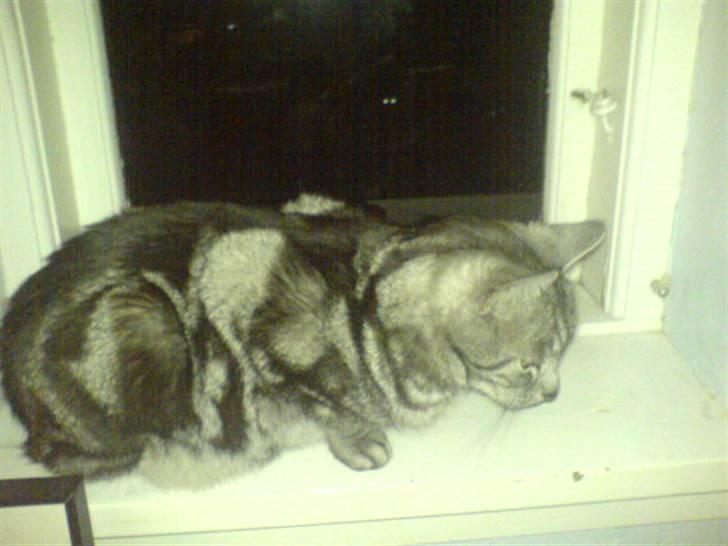 Europé Aske (R.I.P) - Hvis der er en ting Aske kan lide, så er det at kigge ud af et vindue, især mens han sidder i en vindueskarm. billede 7