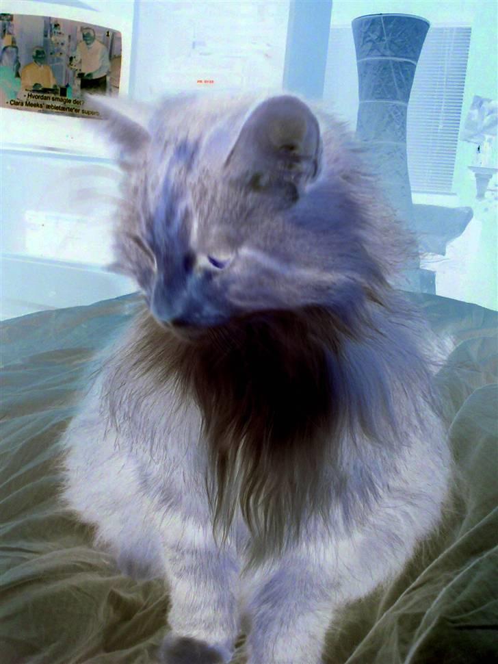 Norsk Skovkat Roxy billede 13