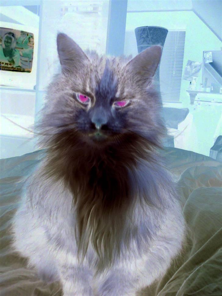 Norsk Skovkat Roxy billede 14