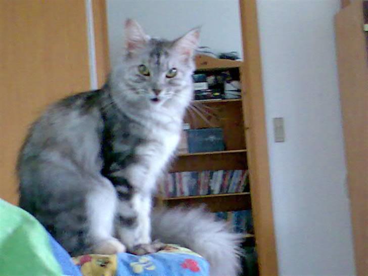 Maine Coon Nataja billede 15