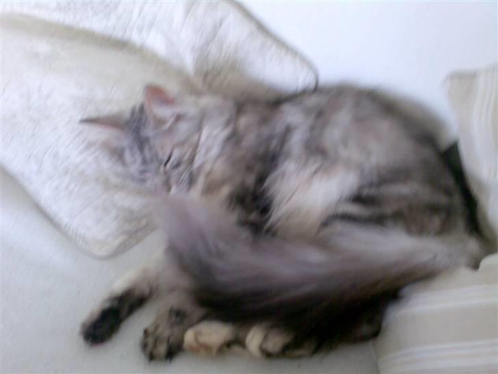 Maine Coon Nataja billede 16