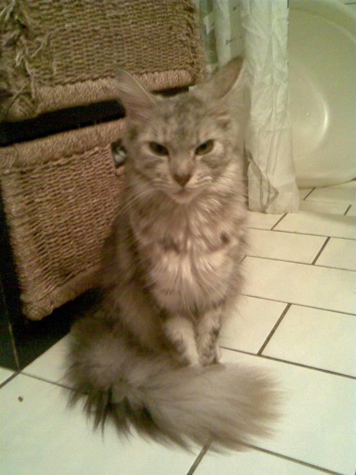 Maine Coon Nataja billede 17