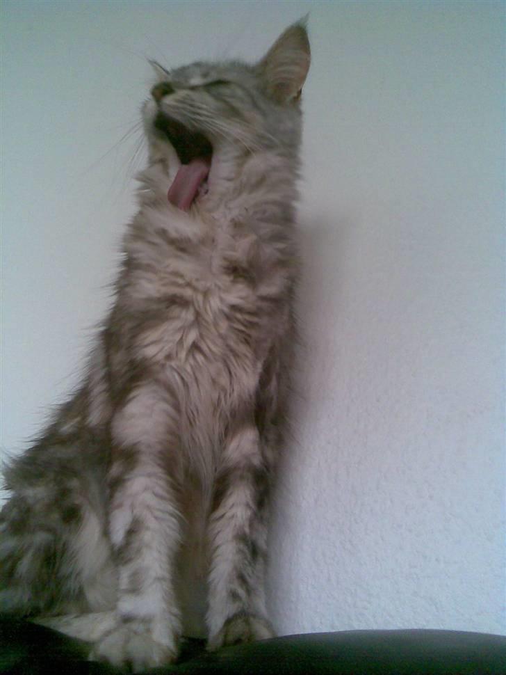 Maine Coon Nataja billede 18