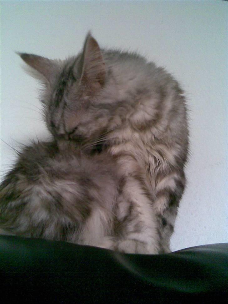 Maine Coon Nataja billede 19