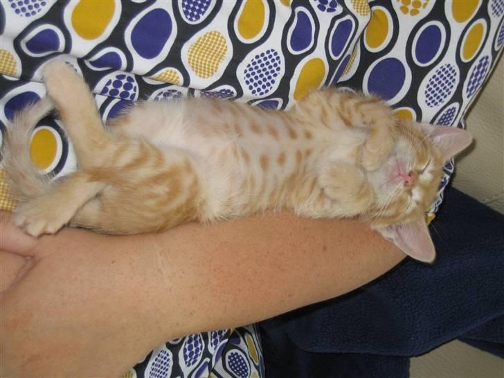 Blanding af racer KALLE - TAGER LIGE EN SLAPPER.... billede 10