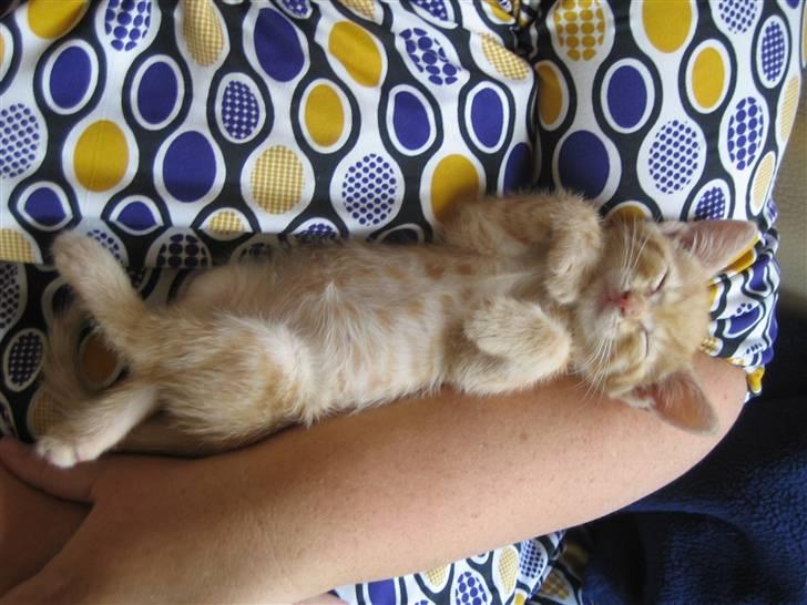 Blanding af racer KALLE - ZZZZ..... billede 11