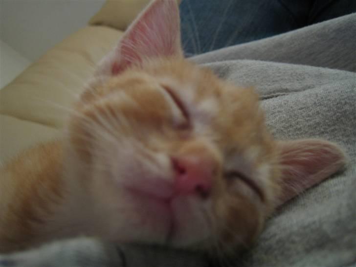 Blanding af racer KALLE - KAN DU SIGE GREMLING..... :-) billede 12