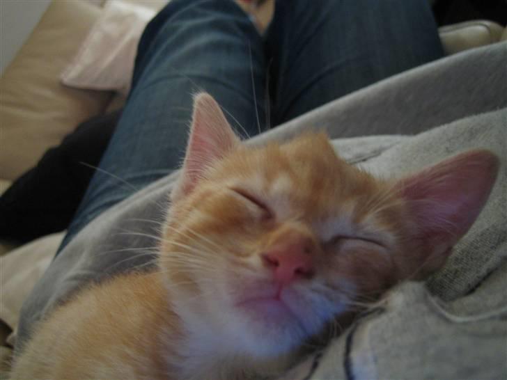 Blanding af racer KALLE - KAN I SE MIN MOHAWK???? billede 13