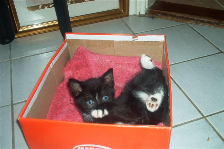 Huskat Findus - Her er jeg så, er jeg ikke sød. billede 1