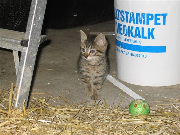 Blanding af racer Smutter - Smutters killing (salgsklar d. 14. aug. 07) billede 9