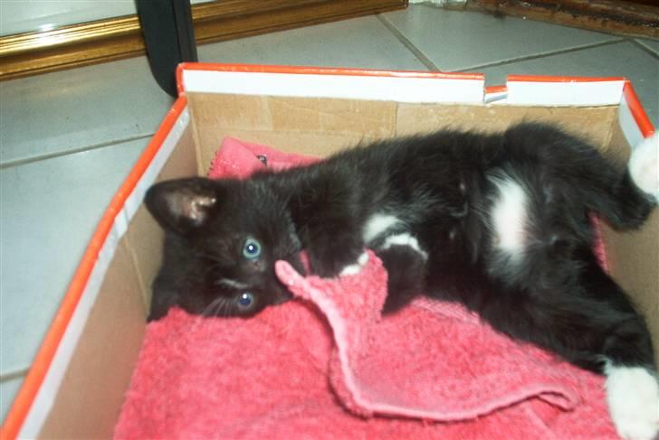 Huskat Findus - æsken her er min seng. uhhhmmm den er skøn at lege i. billede 2