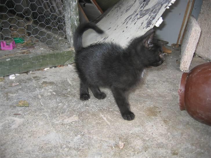 Blanding af racer Smutter - Smutters killing (salgsklar d. 14. aug. 07) (han) billede 10