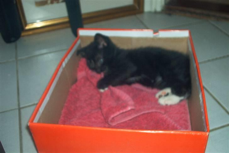 Huskat Findus - puha bliver lige lidt træt. billede 3