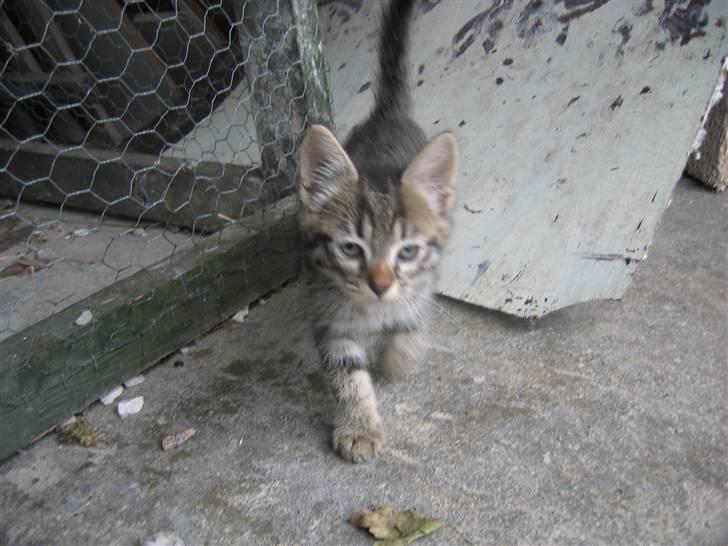 Blanding af racer Smutter - Smutters killing (salgsklar d. 14. aug. 07) billede 11