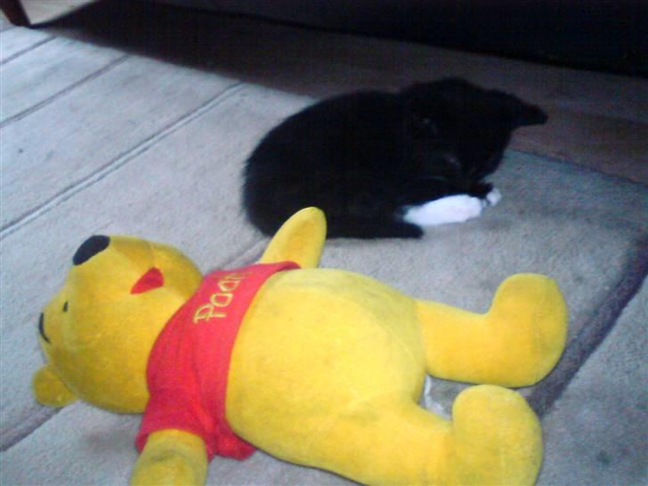 Huskat Findus - Se så lille jeg er, i forhold til en alm. bamse. billede 7