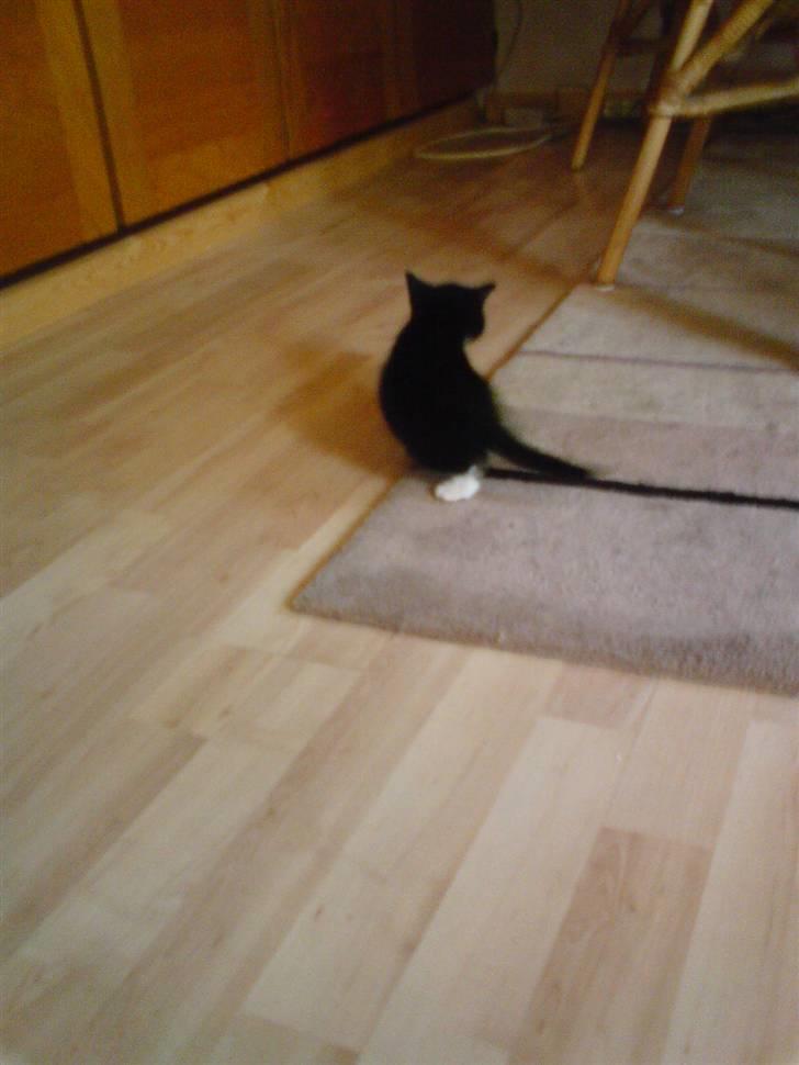 Huskat Findus - Her undersøger jeg lige mit nye hjem billede 8