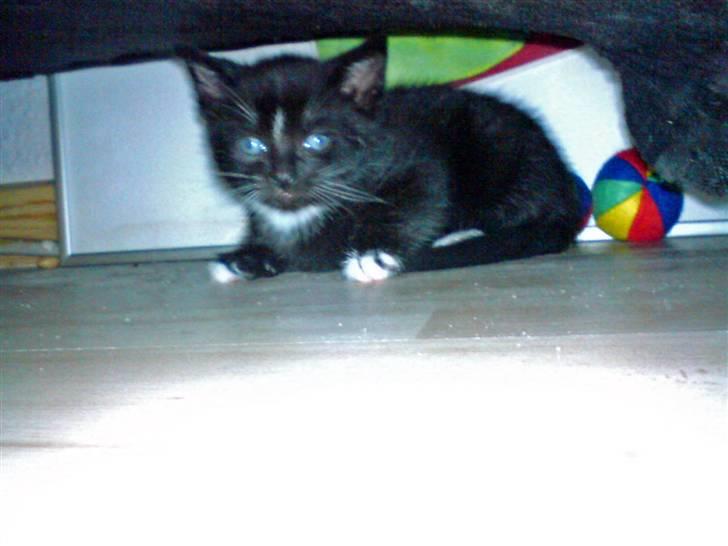 Huskat Findus - puha her kan jeg gemme mig, verden er godt nok stor. billede 9