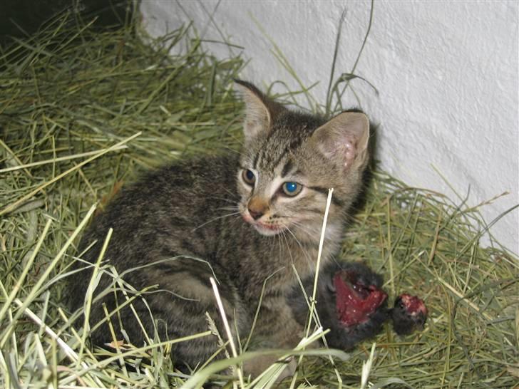 Blanding af racer Nala - Nalas killing får sig lige en mus (salgsklar d. 9. aug. 07)(han) billede 15