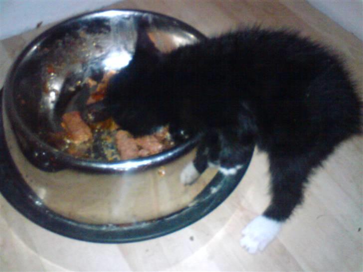 Huskat Findus - Hov her var noget mad, den er nok stor den skål billede 10