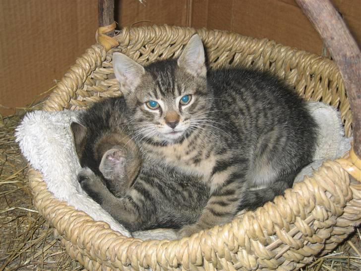 Blanding af racer Nala - Nalas killing (salgsklar d. 9. aug. 07)(han) billede 16