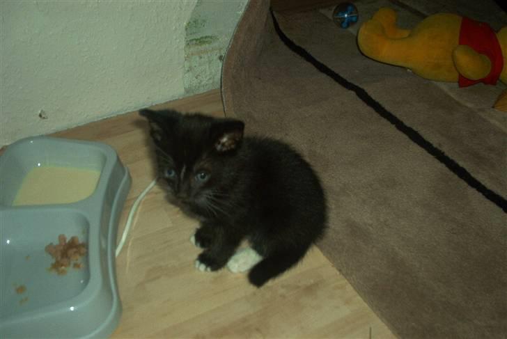 Huskat Findus - nååå det her er min madskål, den anden var hubert`s billede 11