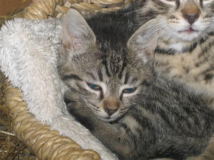 Blanding af racer Nala - Nalas killing (salgsklar d. 9. aug. 07)(hun) billede 17