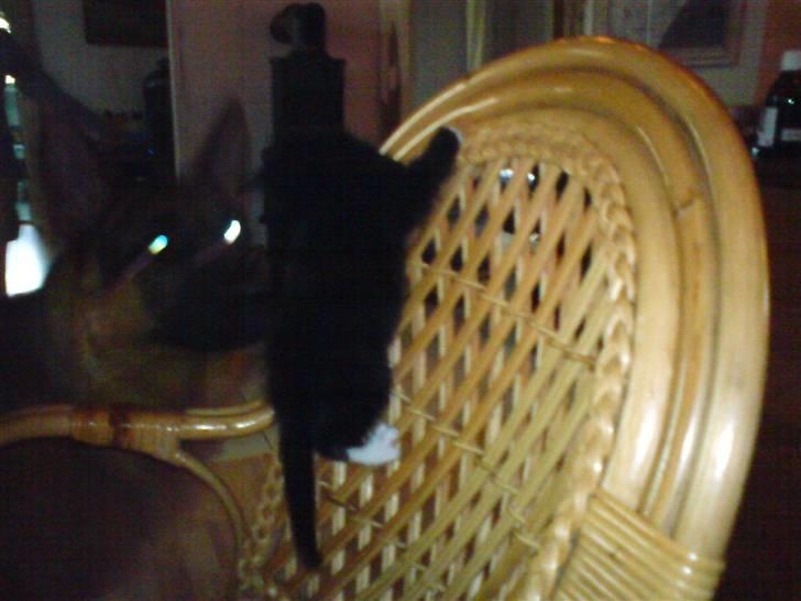 Huskat Findus - Her leger jeg med vores schæferhund Hubert, han kan man se i hundegalleriet under Hubert. billede 12