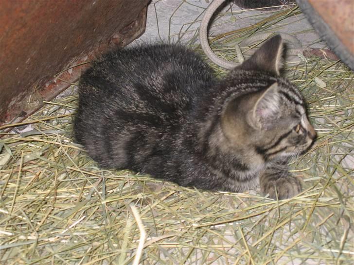 Blanding af racer Kiara - Kiaras killing (salgsklar d. 23. jul. 07)(han) billede 14