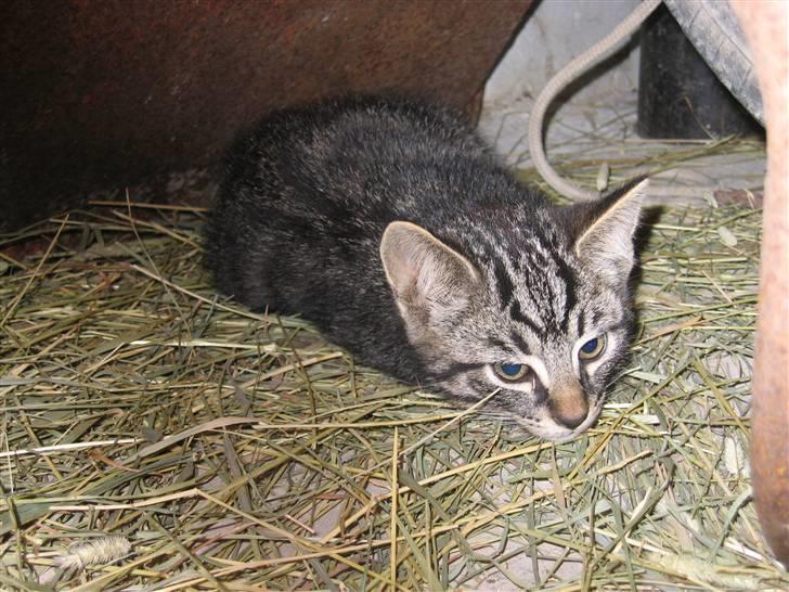 Blanding af racer Kiara - Kiaras killing så lige hunden bag mig (salgsklar d. 23. jul. 07)(han) billede 15